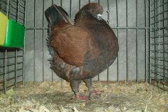 phoca_thumb_l_duiven-26
