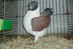 phoca_thumb_l_duiven-27