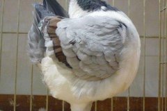 phoca_thumb_l_duiven-28