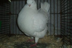 phoca_thumb_l_duiven-29