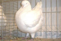 phoca_thumb_l_duiven-30