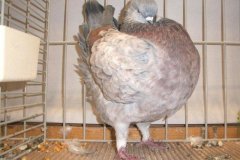 phoca_thumb_l_duiven-31