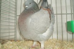 phoca_thumb_l_duiven-32