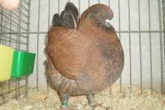 phoca_thumb_l_duiven-33