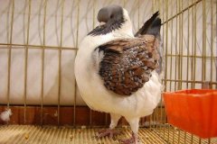 phoca_thumb_l_duiven-34
