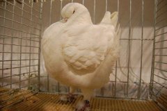 phoca_thumb_l_duiven-35