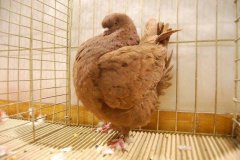phoca_thumb_l_duiven-36