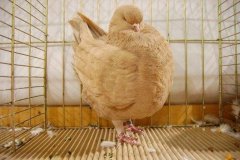 phoca_thumb_l_duiven-37