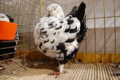 phoca_thumb_l_duiven-38