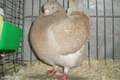phoca_thumb_l_duiven-39